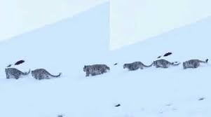 Three Snow Leopards Wandering