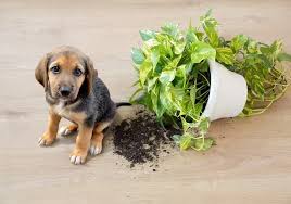Playful Dog’s Houseplant "Renovation"