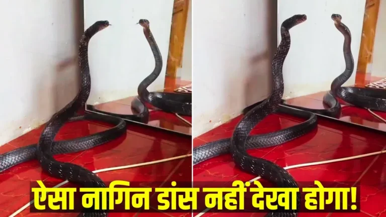 Mesmerized Snake’s “Dance” in Front of Mirror Goes Viral