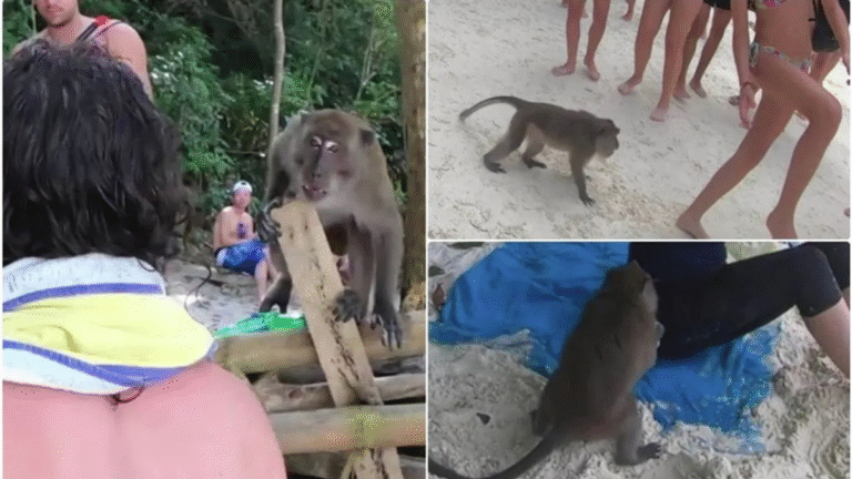 Monkey Attack Spooks Motorcyclists in Thailand