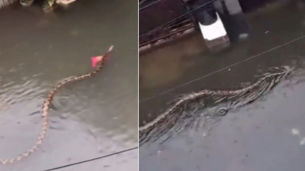 Bali Floods: Viral Videos of Pythons
