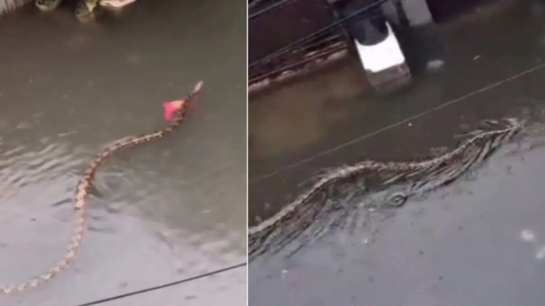Bali Floods: Viral Videos of Pythons in Tourist Streets Spark Alarm