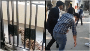 Leopard Enters Ghaziabad School