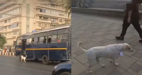 Stray Dog ‘Pirate’ Emerges