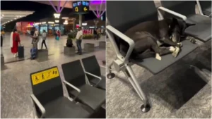 Viral Video of Stray Dog