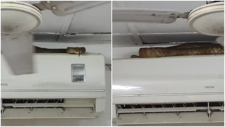 Seven-Foot Rat Snake Atop Mumbai Airport AC Unit