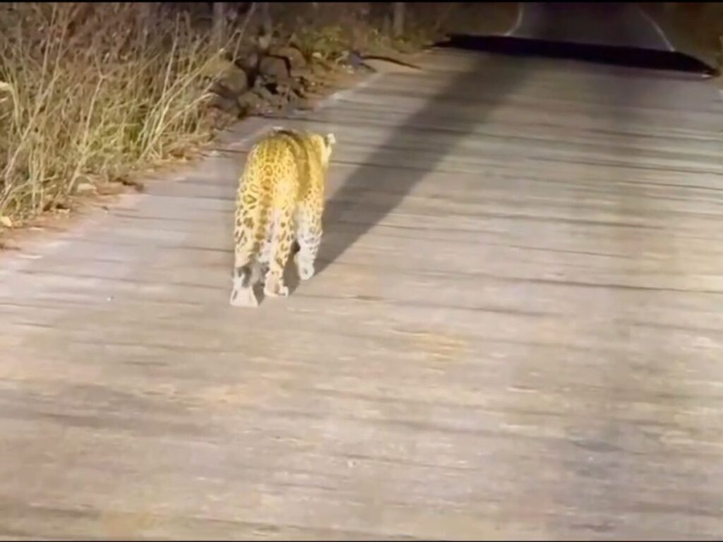 Leopard Sighting on Ranipur