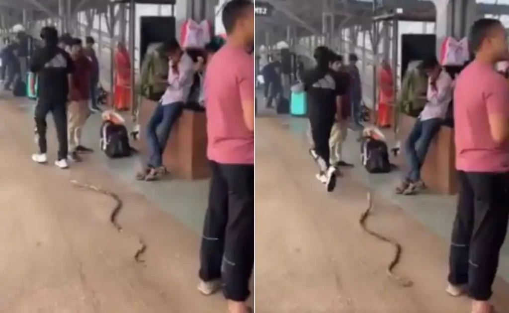 Viral "Snake Prank" at Mathura