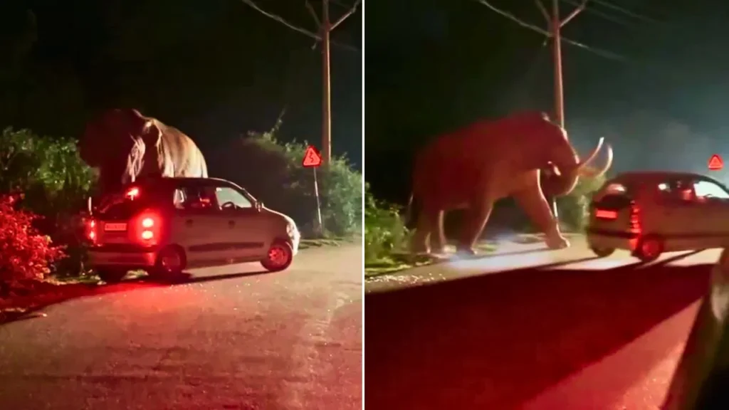 Wild Elephant Tumbles Car