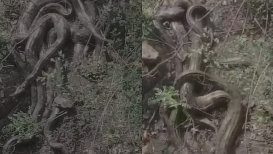 Giant Python Cluster Spotted in Himachal’s Kangra