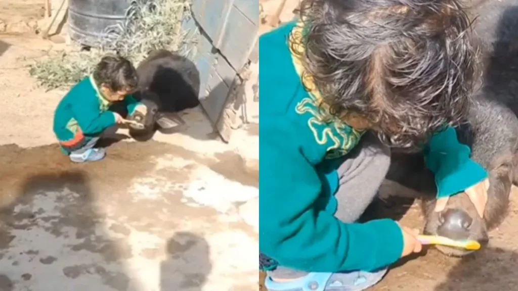 Toddler Brushing Buffalo Calf’s