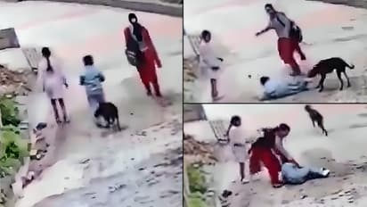 Stray Dog Attack on Child