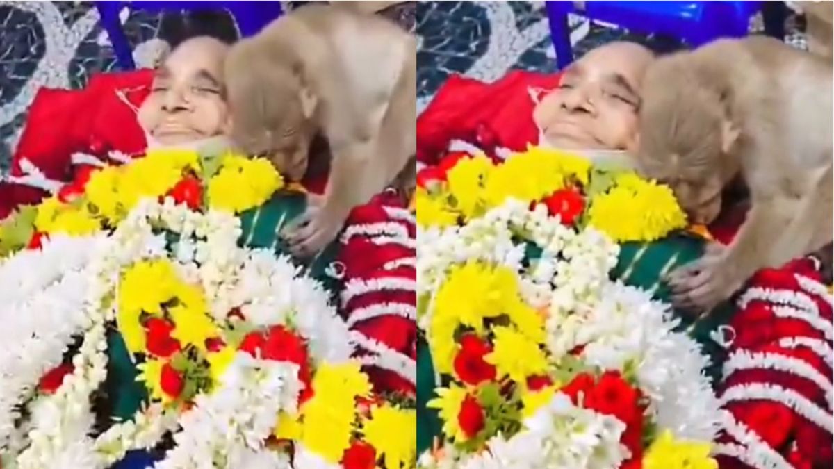 Monkey Paying Last Respects