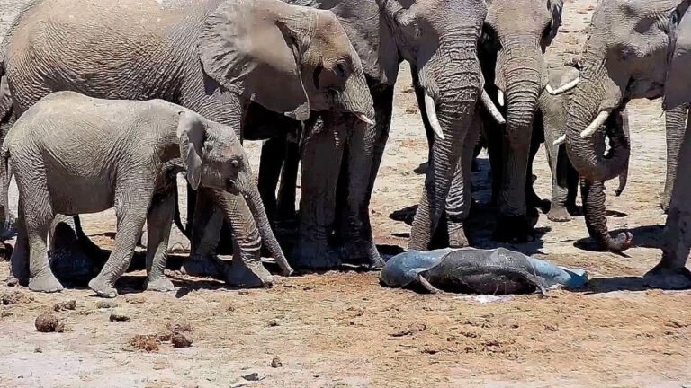 Giant Guardians: Elephant Herd Protects Newborn’ First Steps
