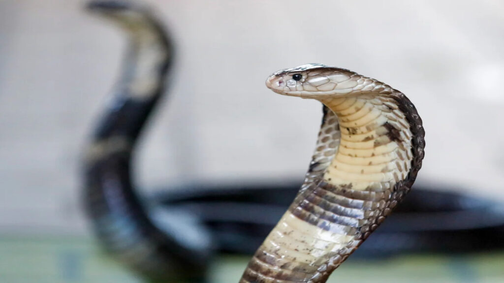 German Tourist Dies After Cobra Bite