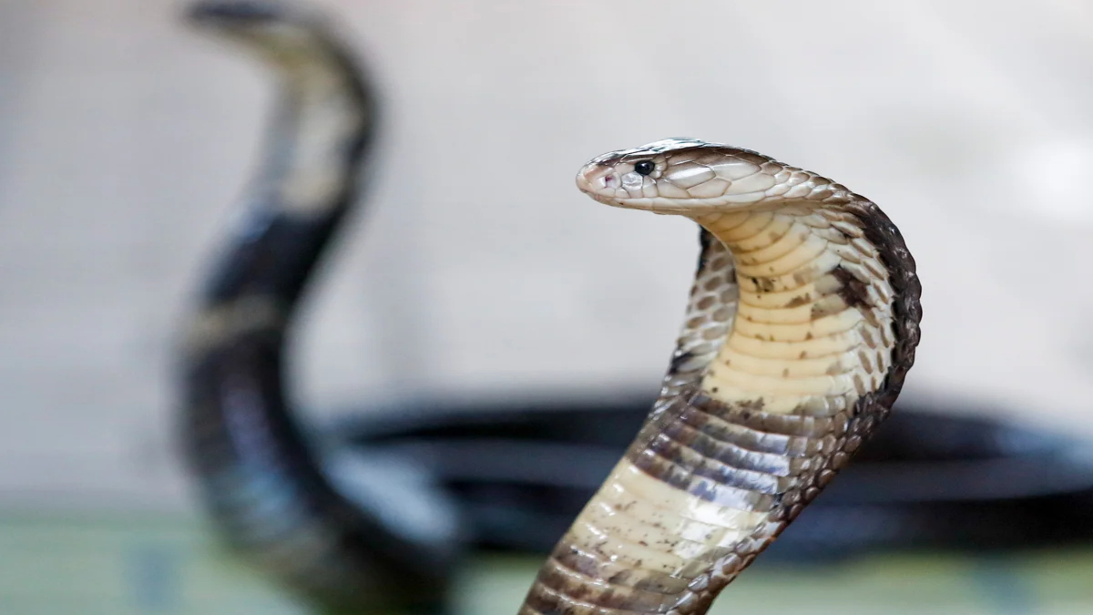 German Tourist Dies After Cobra Bite