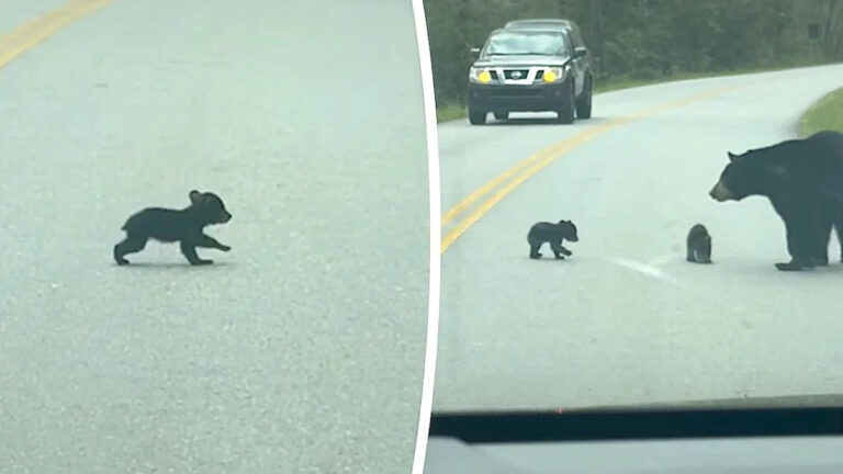 Patience on the Parkway: Mama Bear Viral Roadside Lesson