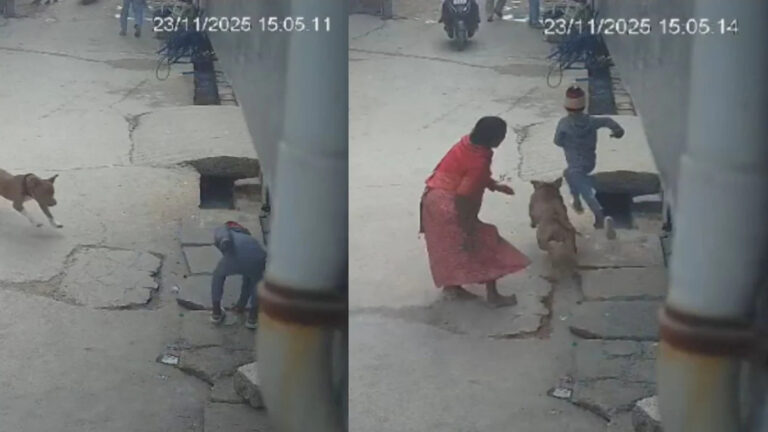 Viral Pitbull Attack: How to Survive a Dog Encounter