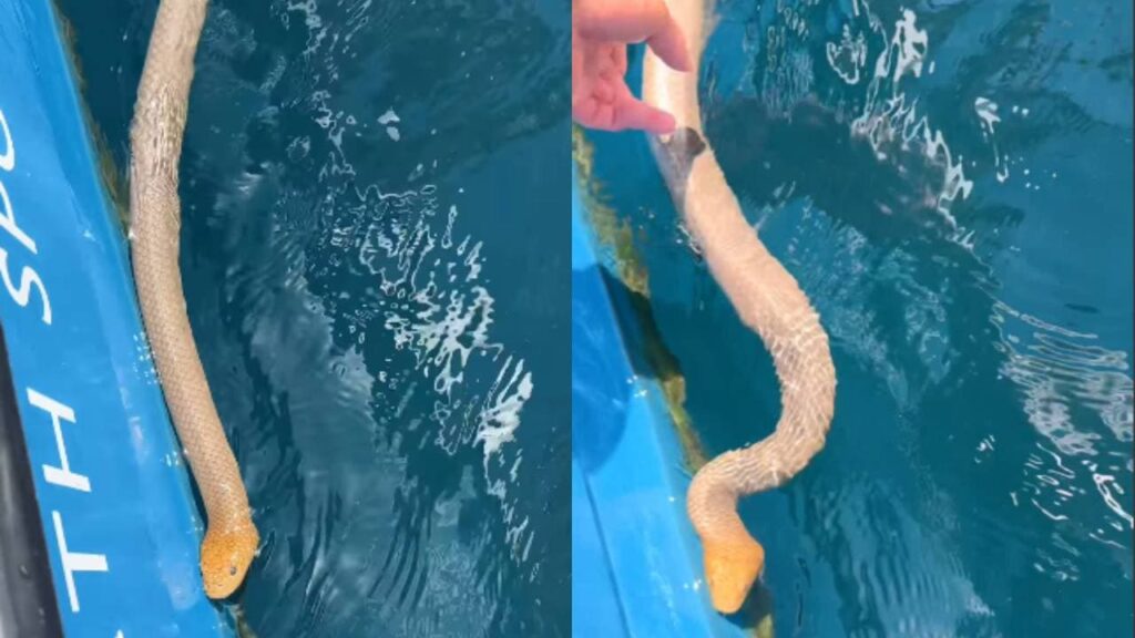 Man Handling Lethal Sea Snake