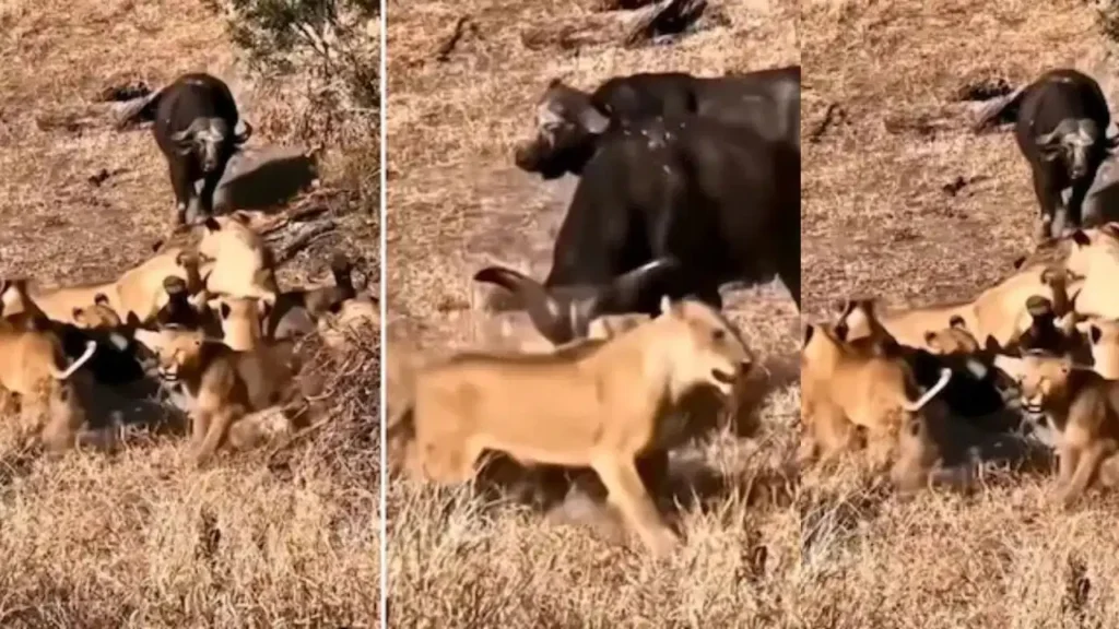 Buffalo Thrashes Lion in Viral