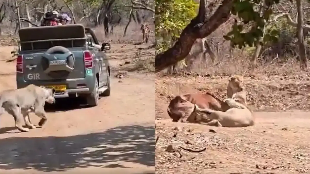 Gir Lioness Rare Live Hunt