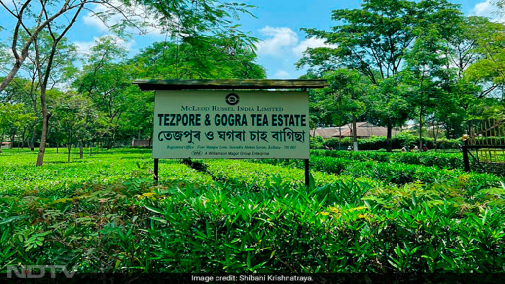 The Viral Assam Tea Garden