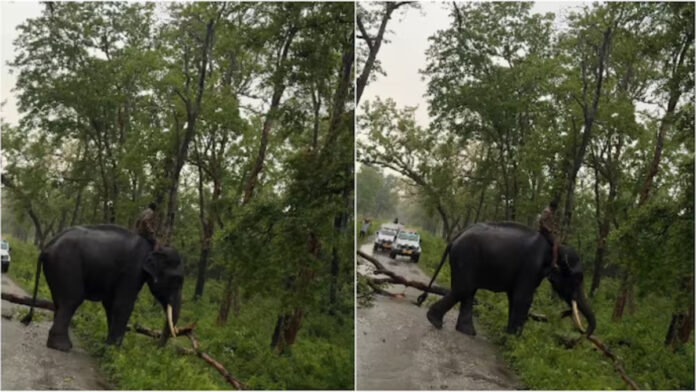 Viral video shows elephant doing