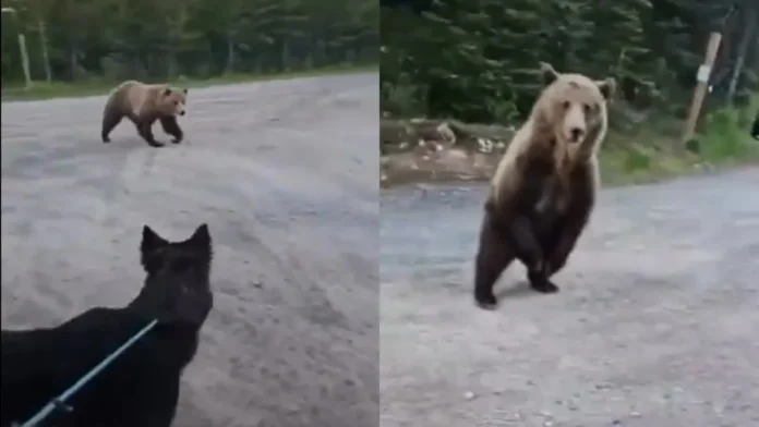 Woman and Pet Dog Escape Charging Grizzly Bear