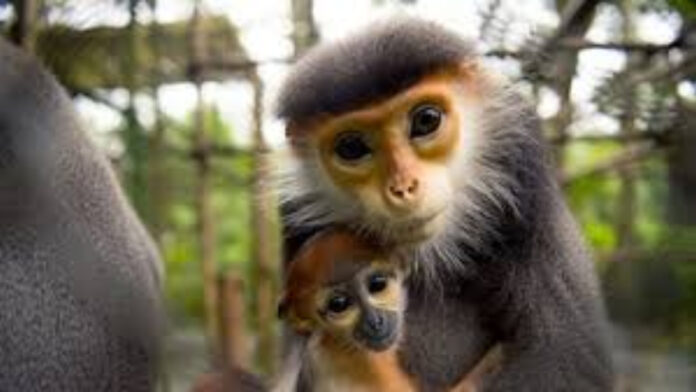 Baby Monkey Winning Hearts in Japan Baby Monkey Winning Hearts in Japan