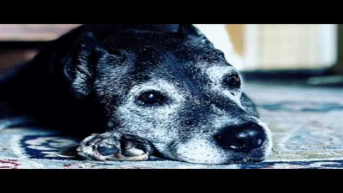Viral Video Saved a Senior Dog's Life