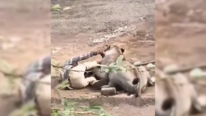 Gujarat Herder Survives Heart-Stopping 30-Minute Lion Encounter Gujarat Herder Survives Heart-Stopping 30-Minute Lion Encounter