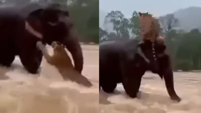 Viral Video of a Sumatran Elephant Saving a Drowning Tiger Viral Video of a Sumatran Elephant Saving a Drowning Tiger