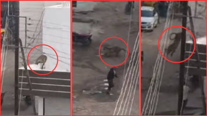 Leopard Leaps at Delivery Rider in Indore Residental Hub