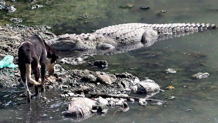 Crocodiles Gather in Gujarat’s Swelling Vishwamitri River Crocodiles Gather in Gujarat’s Swelling Vishwamitri River